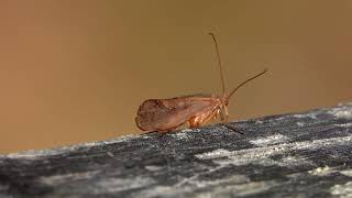 Caddisfly (Limnephilus flavicornis) - Kingston, Sussex: October 2024 Caddisflies are moth-like insects in the order 'Trichoptera' a name that refers to their bristly-surfaced wings. Although related to moths and butterflies, the latter both have scales on their wings.

There are 199 species in the UK of which 29 are contained in the genus Limnephilus in the family Limnephilidae. 

Limnephilus flavicornis is one of up to 30 caddisfly species known as 'Cinnamon Sedges'. This, along with their general similarity, can make adults of this genus difficult to identify. 

L flavicornis is typical of the genus, up to 17mm in length, with yellow/brown wings marked by a variable number of brown spots. The thorax is grey and the yellow/brown antennae measure around the same length as the body.

The larvae of most caddisflies live underwater, either 'cased' or 'caseless'. In fact, most of their life cycle is spent underwater.

Limnephilus flavicornis larvae belong to the 'cased' group, using a silk secretion to construct a protective, portable structure made of materials such as sand, shel