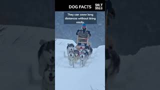 Huskies Natural Power On Icy Terrain