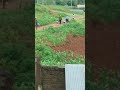 Police brutality at Maseno campus. #PoliceBrutalityOnStudents
