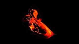 Download Lagu Bola - Eluus MP3