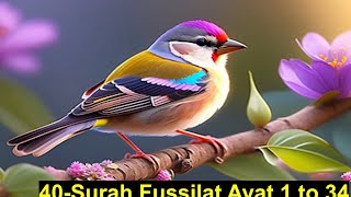 || Beautiful tilawat of Surah Fussilat |Ayat 1 to 34 By Sayeed Saleem||