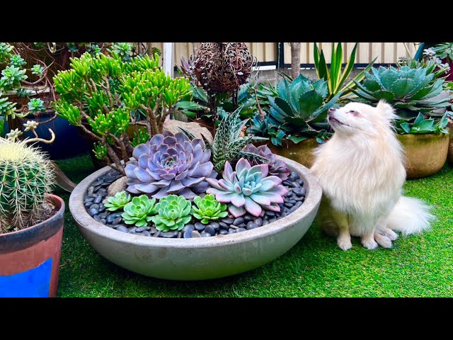 Big Planter Succulent Arrangement - YouTube