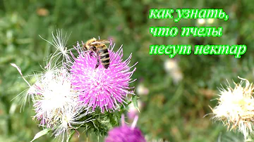 Наличие взятка.  КАК УЗНАТЬ,  что пчелы несут МЕД.