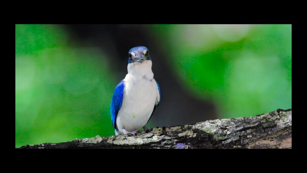 The Collared Kingfisher 