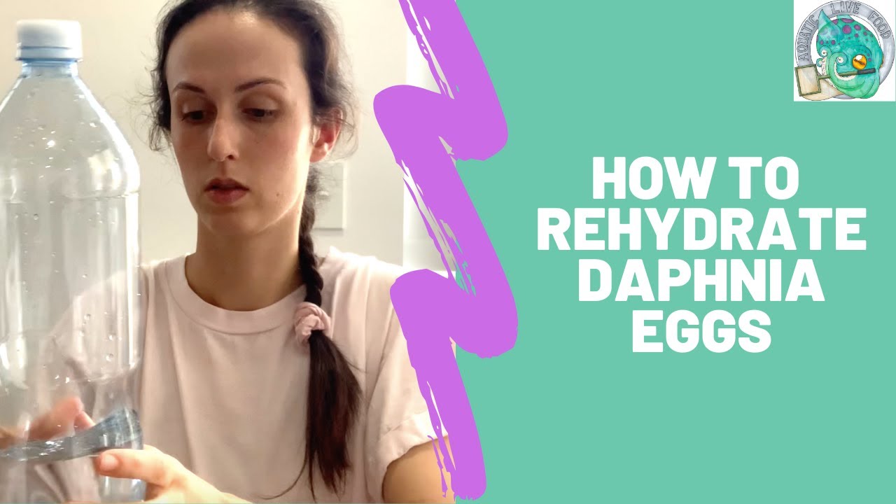How to Rehydrate Live Food Eggs Aquatic Live Food YouTube