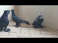 Андижанские высоко летние голубь отправляю Санкт-Петербург Ихтияр