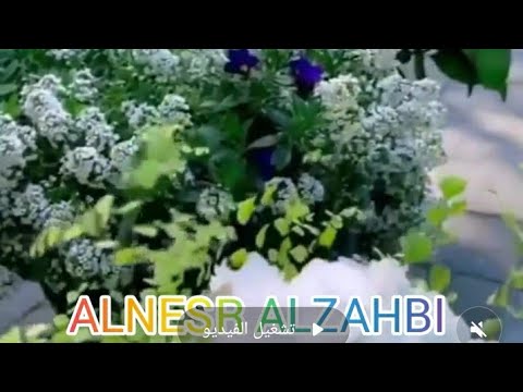 هاودي الاغاني غرام سنين هاودي دموع ونغم وحنين