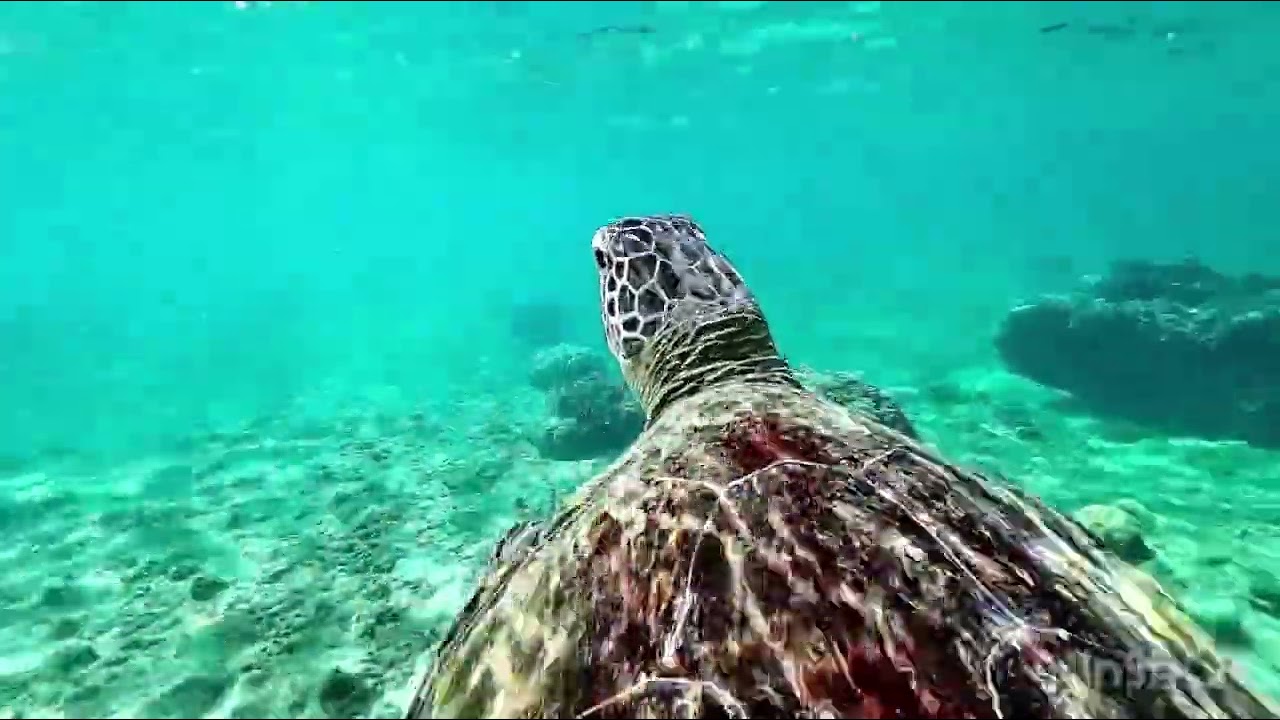 Itoman snorkeling guide