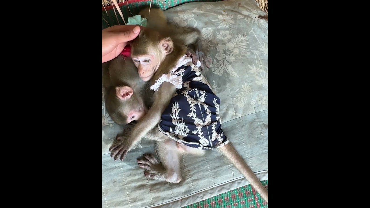 It's amazing how a simple hug can change a little monkey's world. 