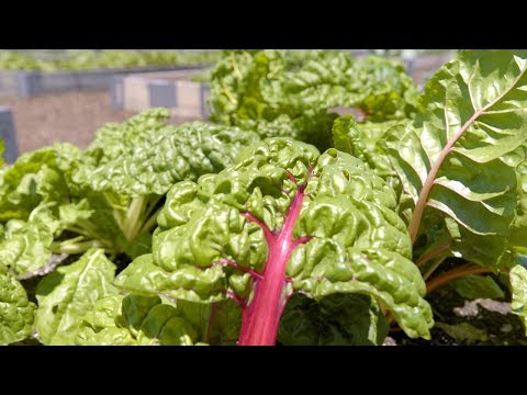 Video: Swiss Chard Harvest - Når er Chard klar til å plukkes