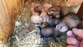 This year's ferret kits