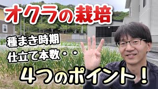 【オクラの栽培】絶対におさえておくべき4つのポイント(種まき時期など)