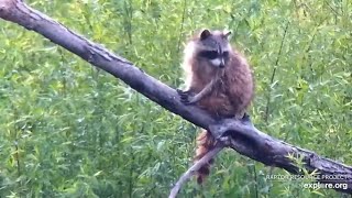 Mississippi River Flyway. Raccoon morning grooming  - explore.org 05-18-2022