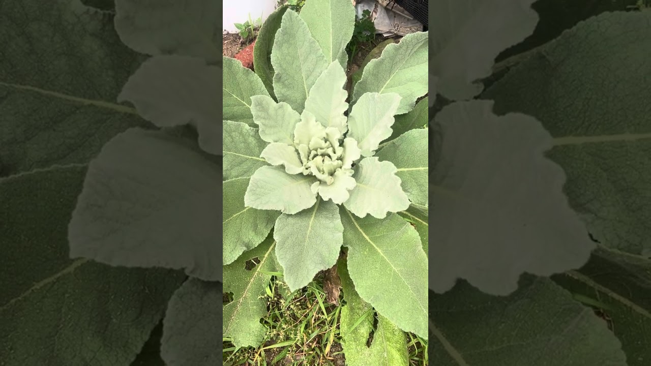 So Worldwide flowers in my garden 