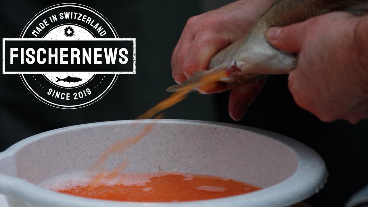 Bodensee-Seeforellen künstliche Vermehrung. «Director's Cut» der grossen «Fischernews»-Reportage.