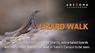Lizard Walk