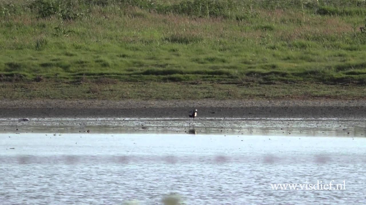 Zilverplevier in de Scherpenissepolder