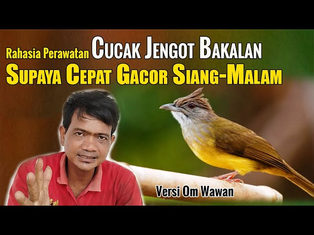 PERAWATAN CUCAK JENGGOT BAHAN AGAR CEPAT BUNYI || CARA MERAWAT CUCAK JENGGOT BAHAN AGAR CEPAT GACOR class=