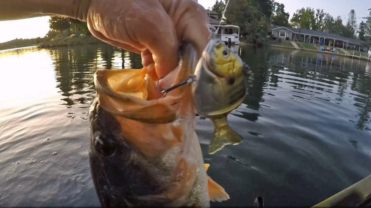 New swimbait from FishLab Tackle