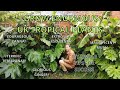 Uk tropical garden my simple tips for success