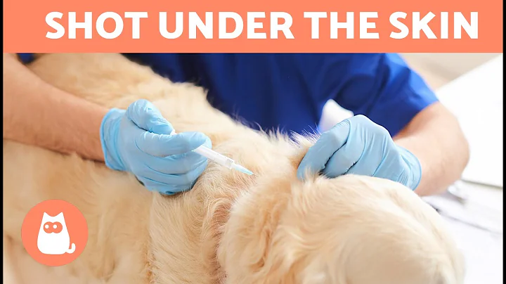 How to give a SUBCUTANEOUS INJECTION to a dog 🐶💉 | Step-by-Step Explanation