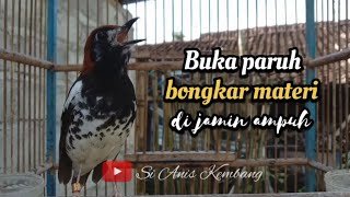 ANIS KEMBANG GACOR, PANCINGAN ANIS KEMBANG BIAR CEPAT NGEPLONG BUKA PARUH