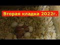 13-16мая. Яйца волнистых попугаев. 2 кладка у Воина и Янь. Разведение попугаев.