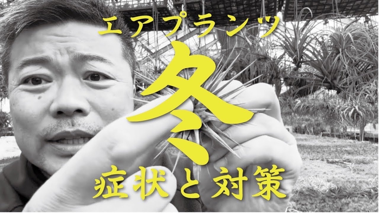 エアプランツ冬に起こりやすいトラブルまとめ　#園芸 #観葉植物 #育て方 #トラブル