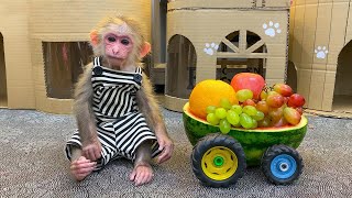 يستمتع القرد الصغير بحفلة فواكه على شاحنة بطيخ | Monkey Home Arabic