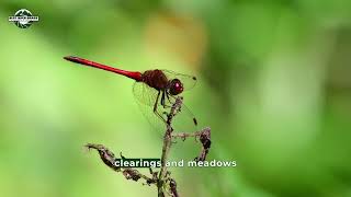 Autumn Meadowhawk #dragonfly #vermont