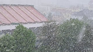 Хуртовина і сильний снігопад у Трускавці, квітучі сакури і бузок засипає снігом 19 квітня 2024 р.