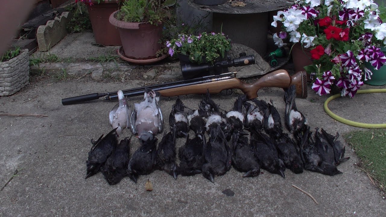 Airgun Hunting , wood pigeons , jackdaws  Sitty tree