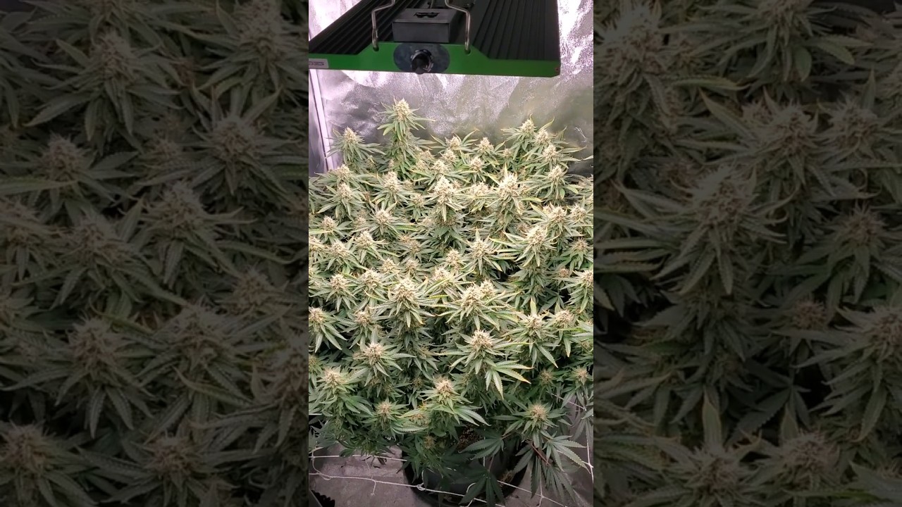 Cookies&Cream under a Viparspectra p2000 3x3 