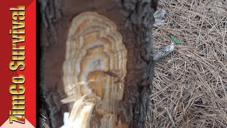✔️ Where to find Fatwood for fire starting!
