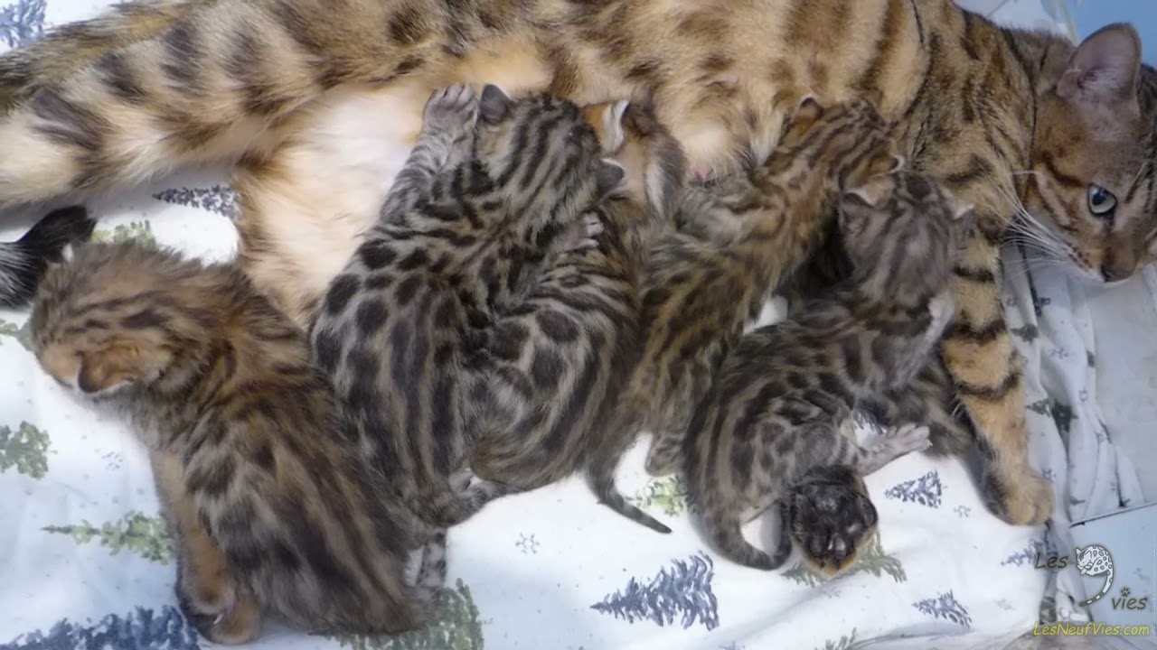 Accueil Les Neuf Vies Du Bengal Accueil Les Neuf Vies Du Bengal