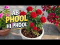 Rose Plant Care: गुलाब में ज्यादा फूल पाने के सबसे आसान तरीके | gulab ka paudha kaise lagaen #rose