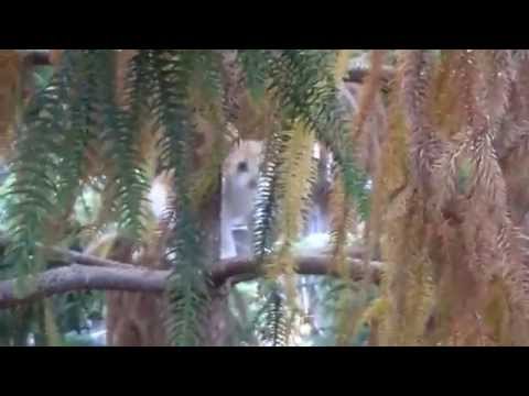 Βίντεο: Πώς να αφαιρέσετε μια γάτα από ένα δέντρο