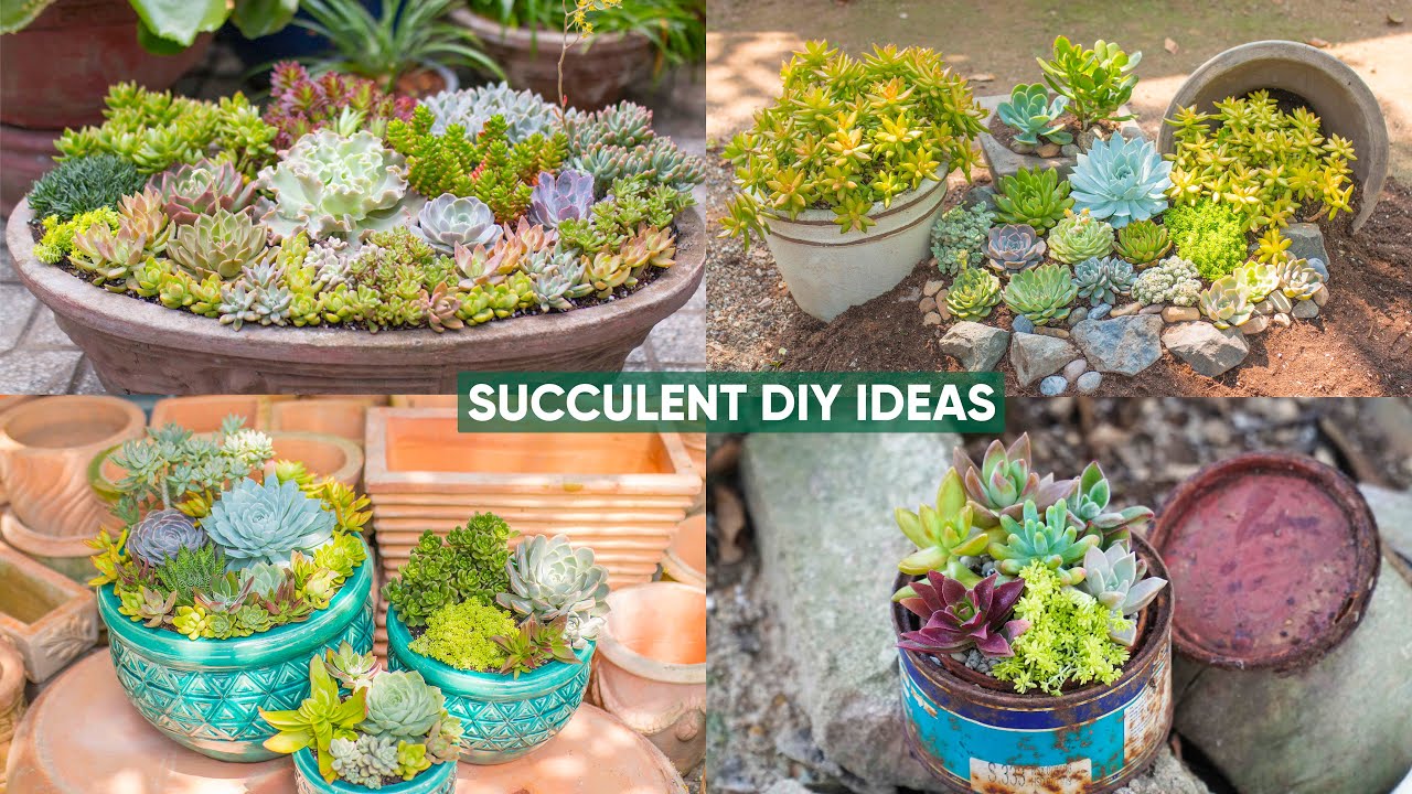 Урок по созданию красочной композиции из суккулентов! 🌈 Как сочетать разные виды и создавать дизайн