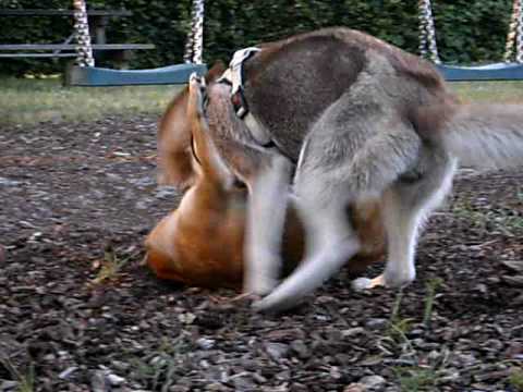 Shiba Inu Vs Siberian Husky Youtube