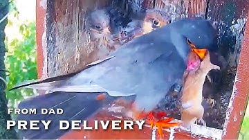 #100🦅Red-footed Falcon Nest❷／LIVE Red-footed Falcon Nest Cam #2 (Polgár, Hungary)