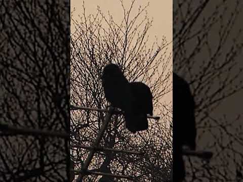 Jackdaw Silhouettes 