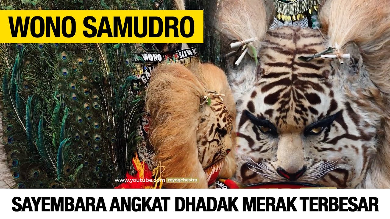SAYEMBARA ANGKAT DHADAK MERAK REYOG TERBESAR, WONO SAMUDRO HONGGOLONO INDONESIA!