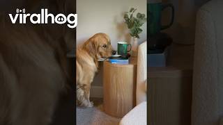 Bombastic Side Eye From Golden Retriever || ViralHog