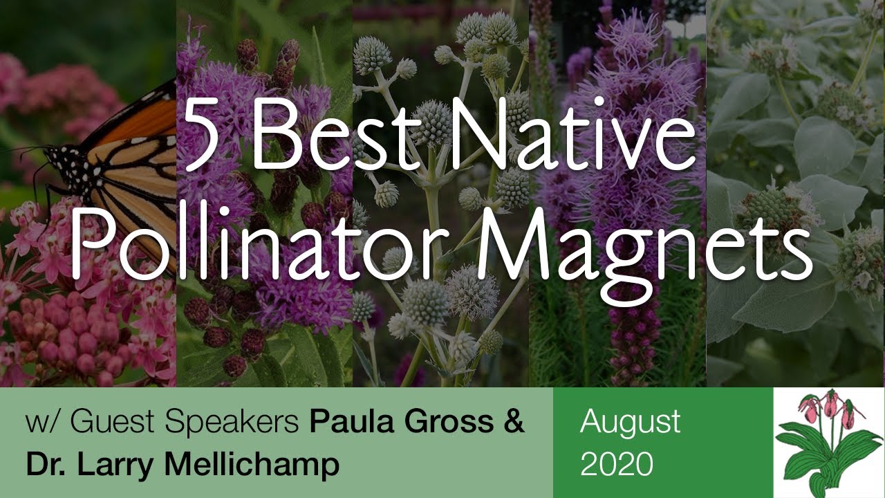 The 5 Best Pollinator Magnets - YouTube