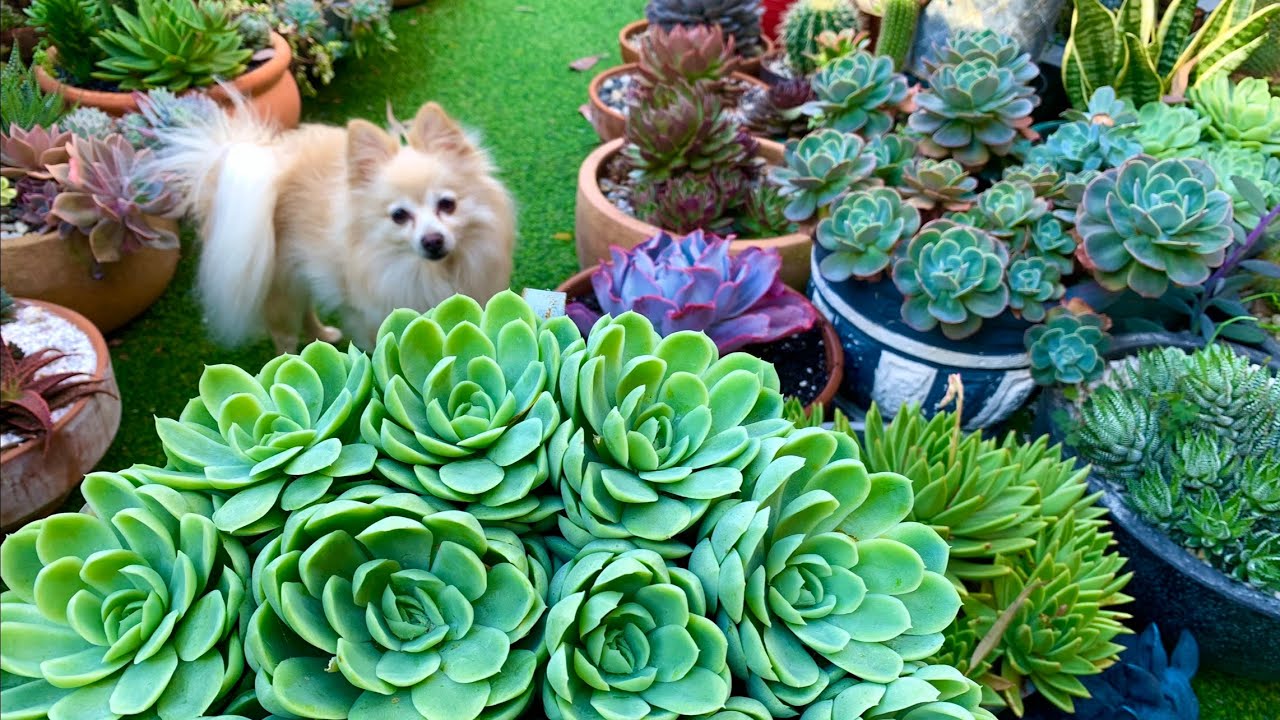 Repotting Echeveria Elegance and Succulent Arrangements YouTube