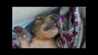 Celebrity Hazel the Baby Squirrel - Sleeping, Dreaming, Yawning - Wichita Falls Reptile Rescue Net Worth