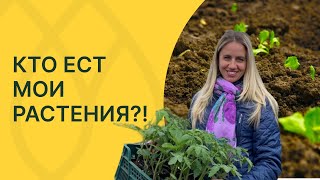 Избавляемся от всех почвенных вредителей!