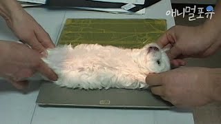 이렇게 조그만 새끼 강아지가 수술을 한다고?? ㅠㅠ 긴급 했던 동물병원 24시 l KBS 주주클럽 020826 방송