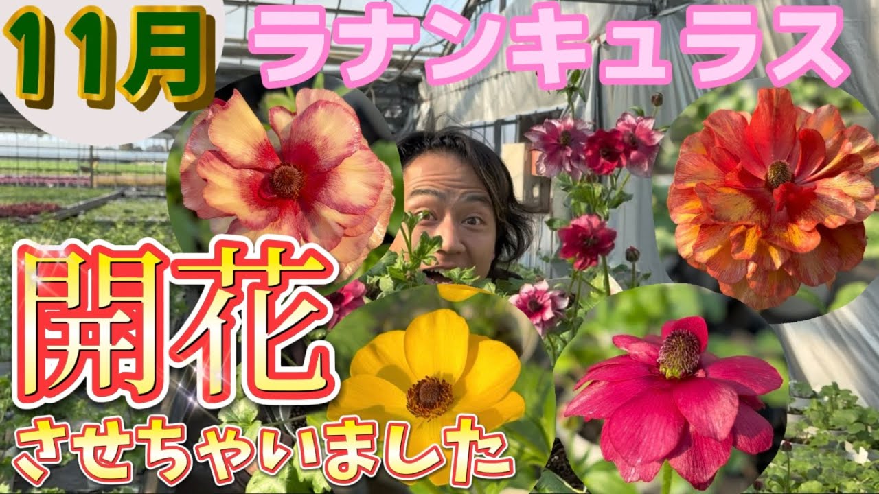 ラナンキュラス開花宣言！【園芸のぶチャンネル】【ラナンキュラス