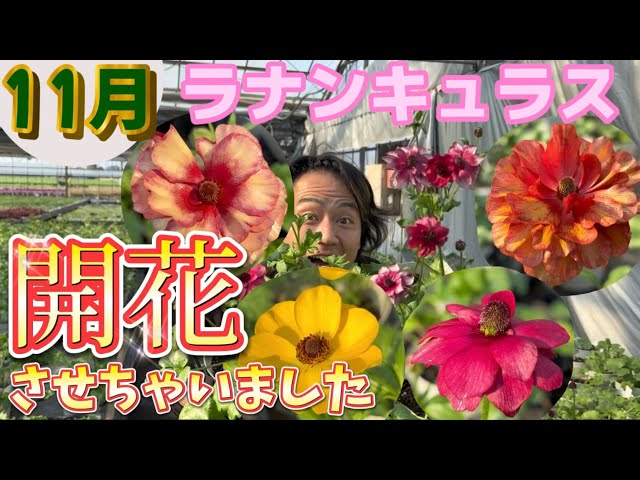 ラナンキュラス開花宣言！【園芸のぶチャンネル】【ラナンキュラス